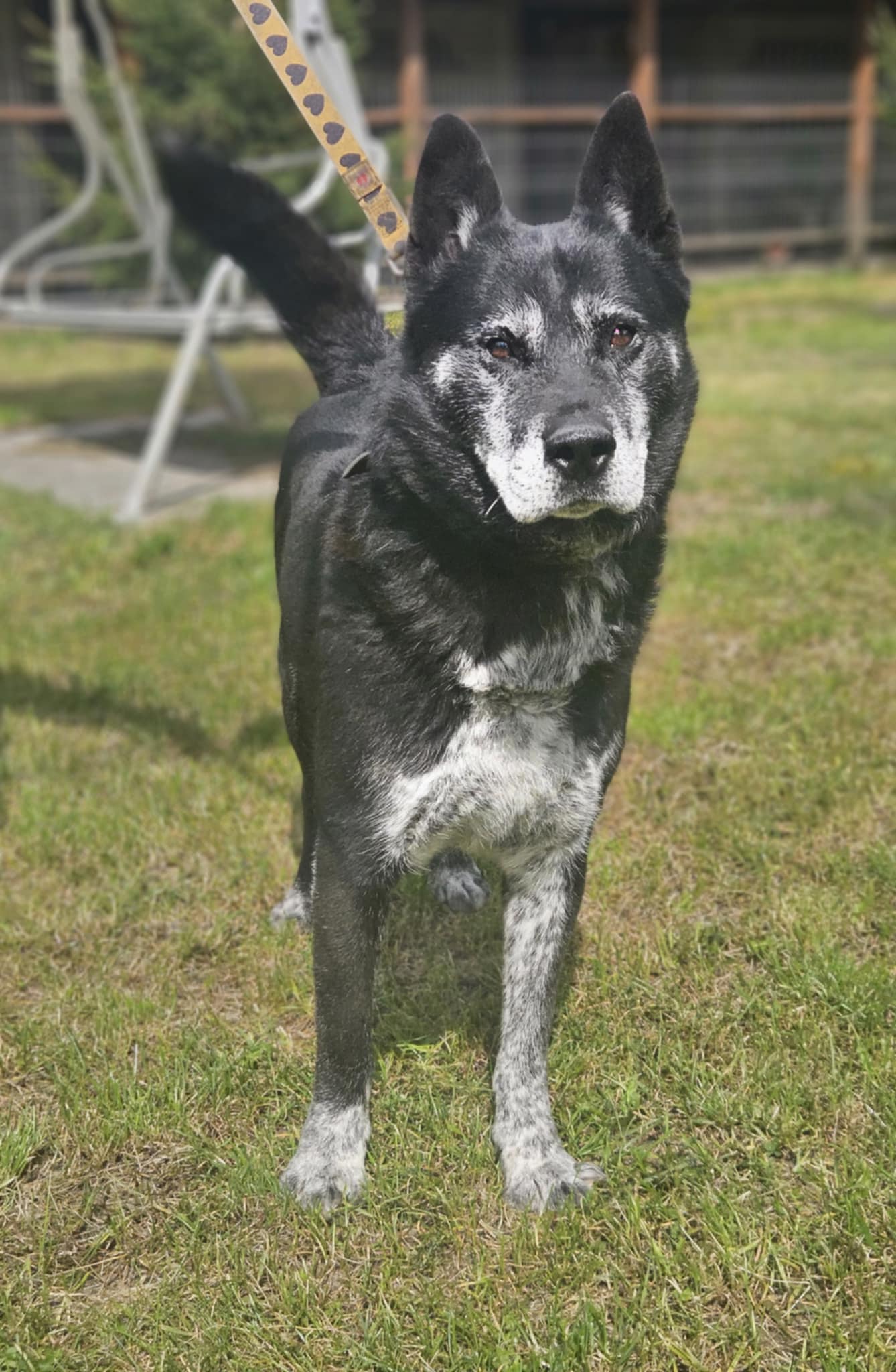 Bryś 