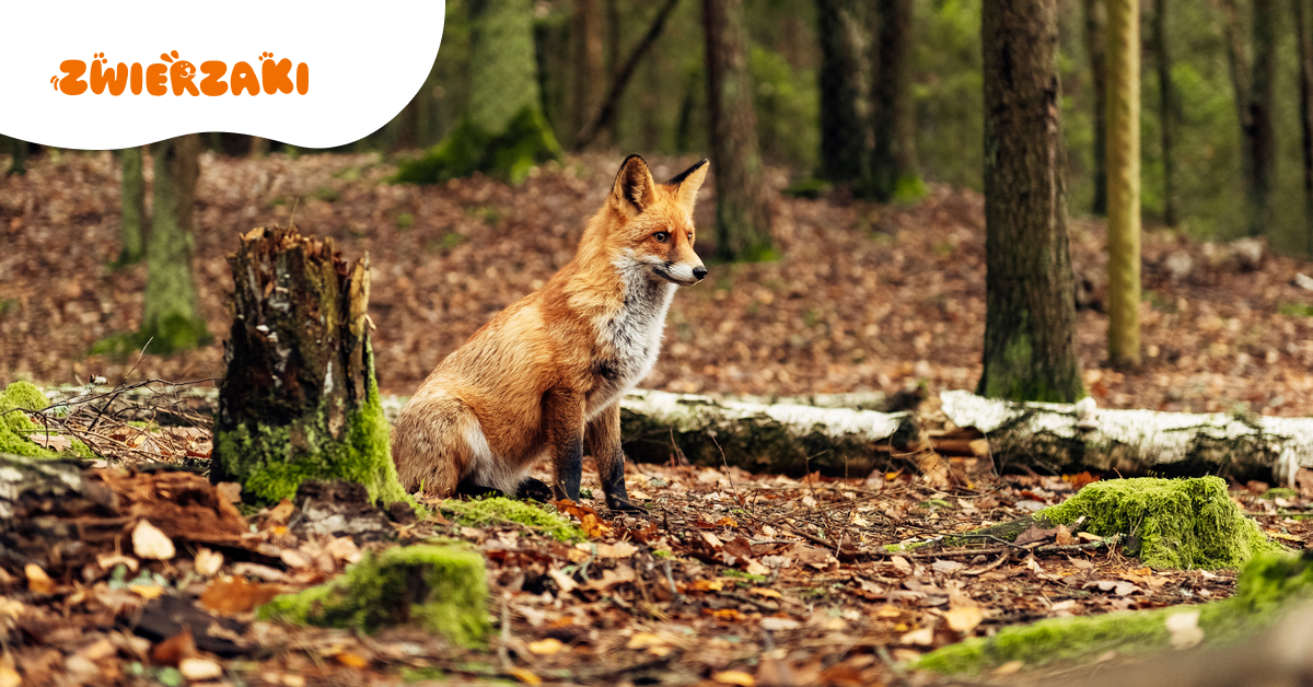 Szczepionki dla lisów będą zrzucane z samolotów. Uważaj na psa podczas spaceru