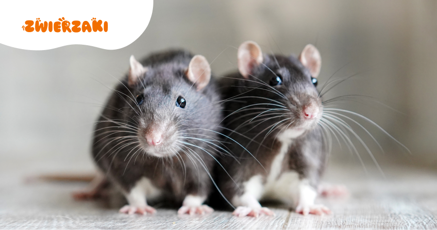 Jak hodować szczury w domu? Najważniejsze zasady opieki i pielęgnacji