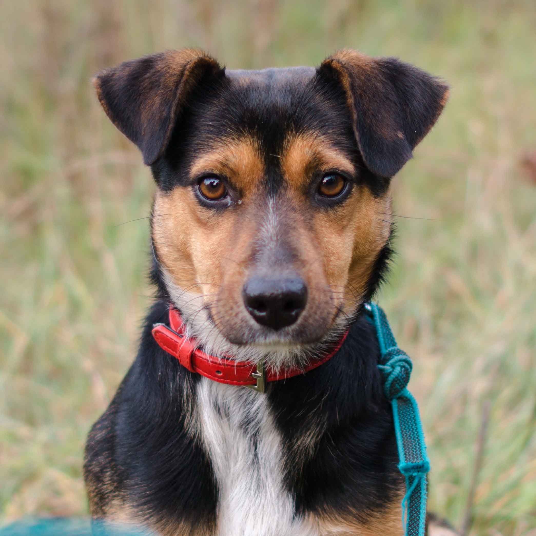 Dina