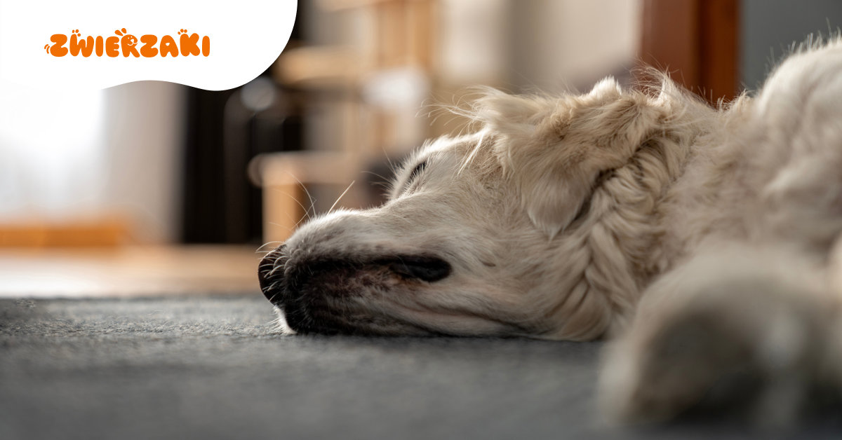 Adopcja psa lub kota: czy to dobry pomysł, jeśli pracujesz 8-10 godzin dziennie?