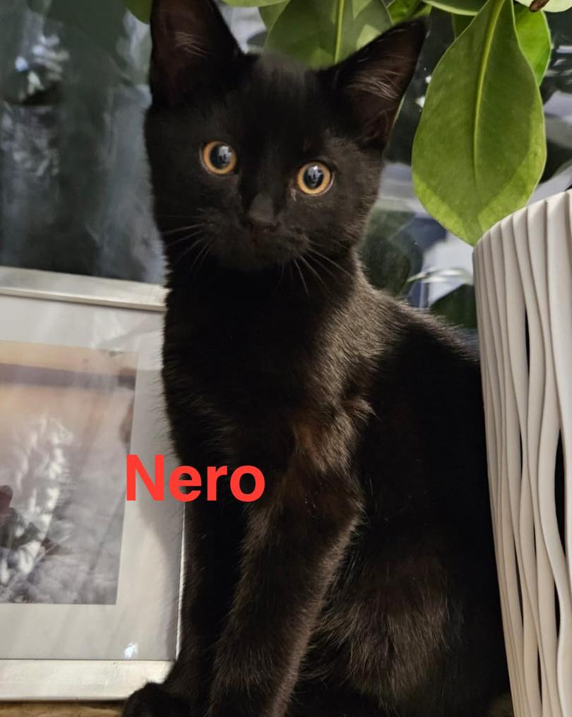 Nero