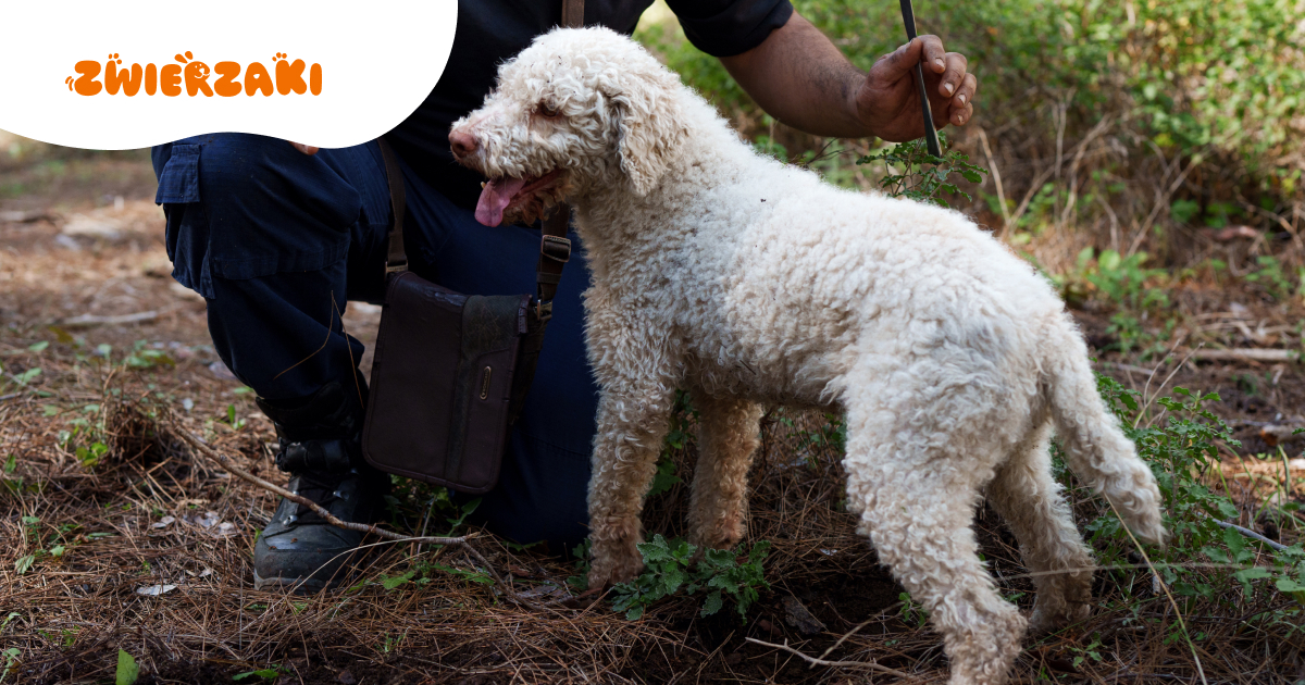 Lagotto romagnolo, czyli rasa z historią: jak trufle i psy zmieniały włoskie pola?