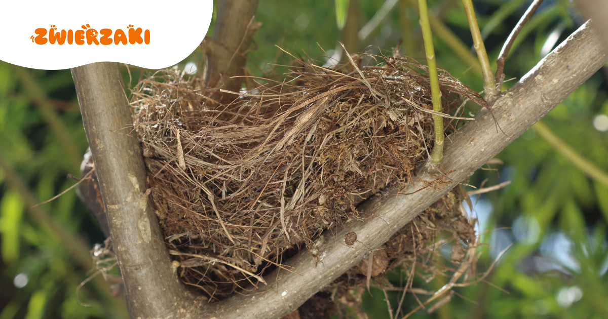 Okres lęgowy ptaków już trwa. Czego nie robić, żeby im nie zaszkodzić?