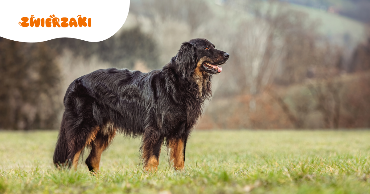 Czy hovawart to idealny pies rodzinny? Silny instynkt opiekuńczy w praktyce