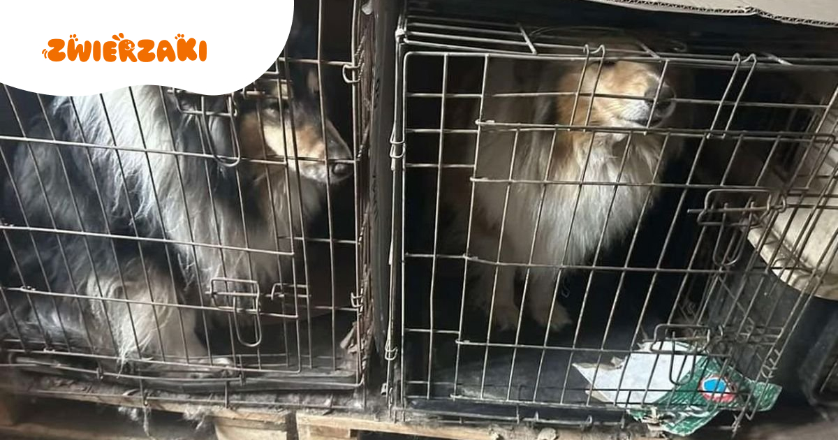 104 psy uratowane. Dramatyczna akcja policji