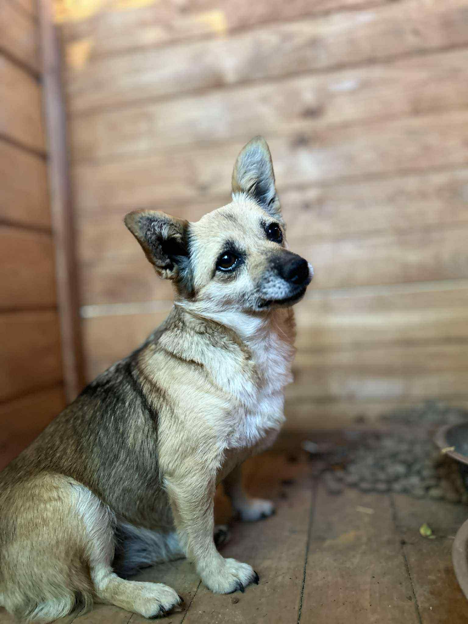 Perelka 