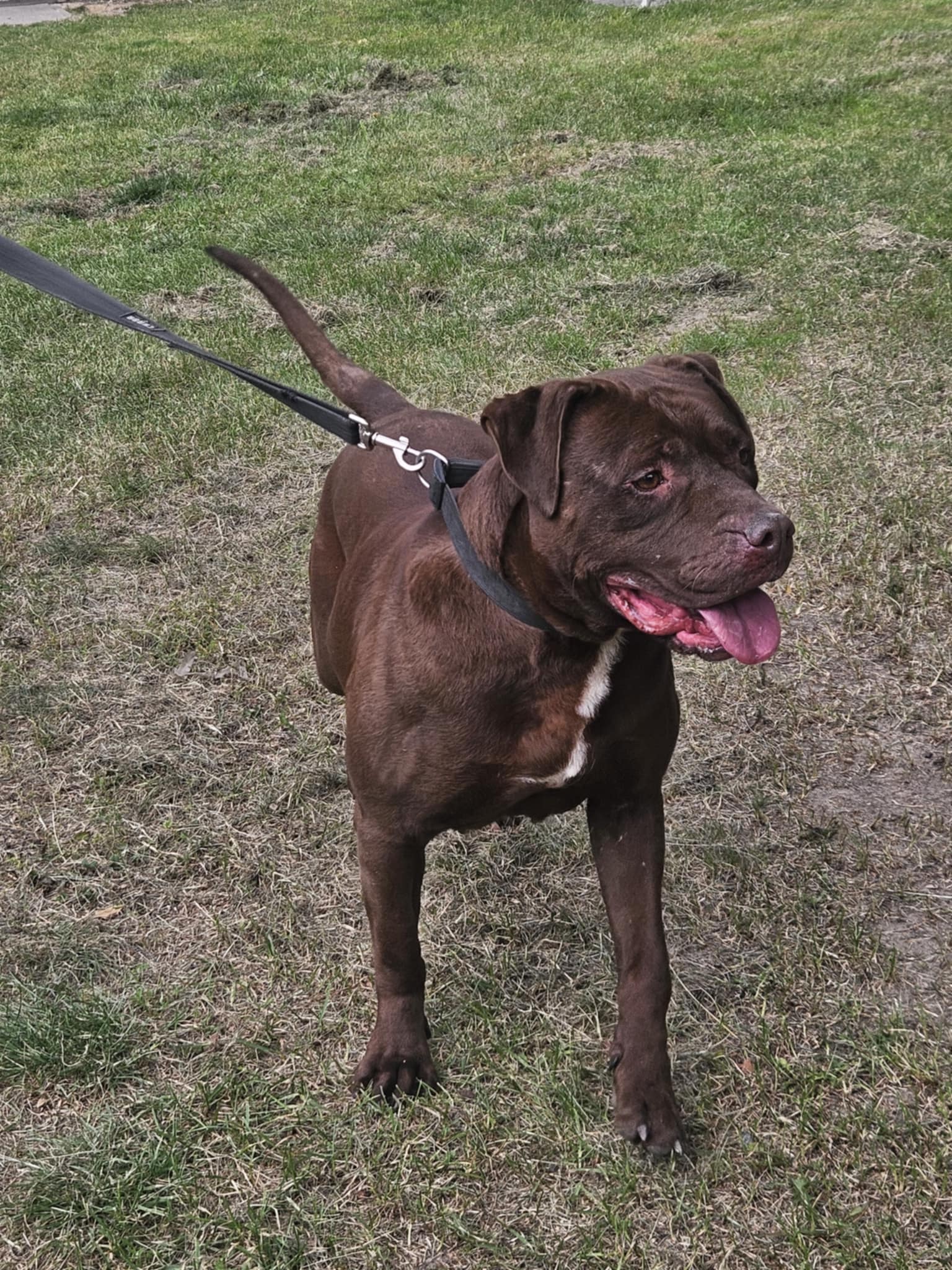 Pitbull Rednose Dasza 