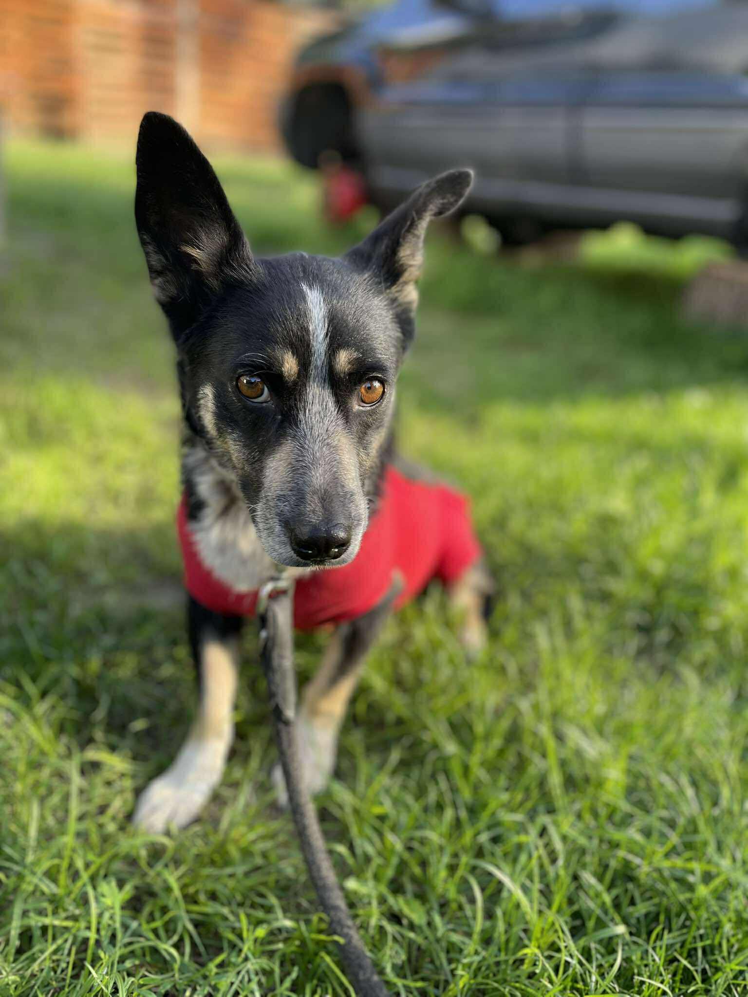Lena 