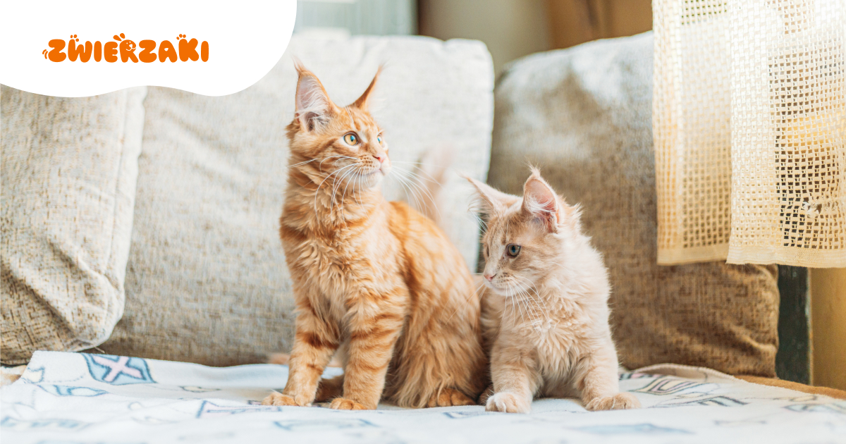 Zaczyna się kocie marcowanie: na czym dokładnie to polega? 