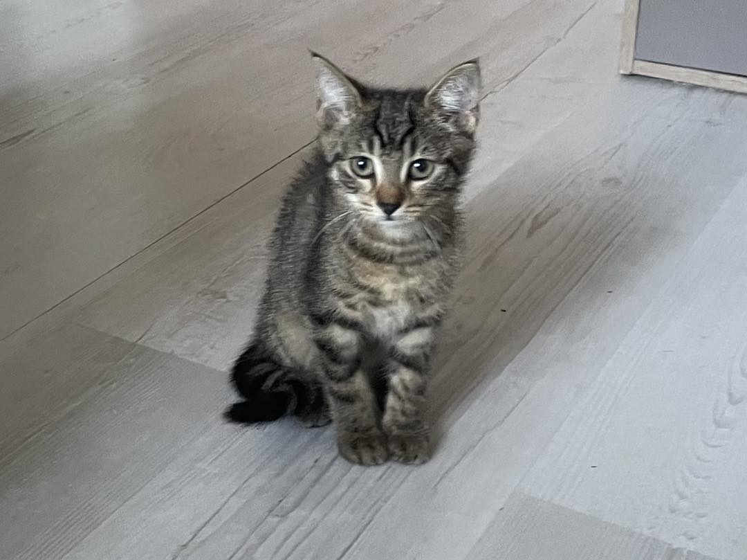 Natka