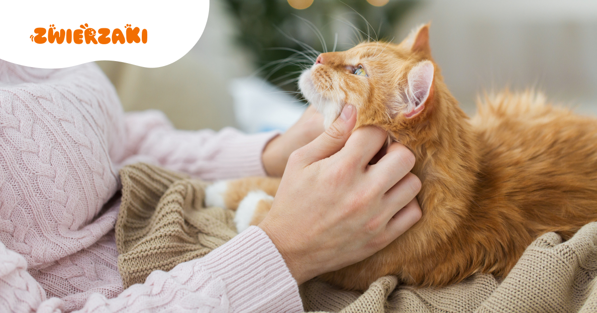 Dlaczego kot ugniata koc lub kolana? Sekret kociego rytuału