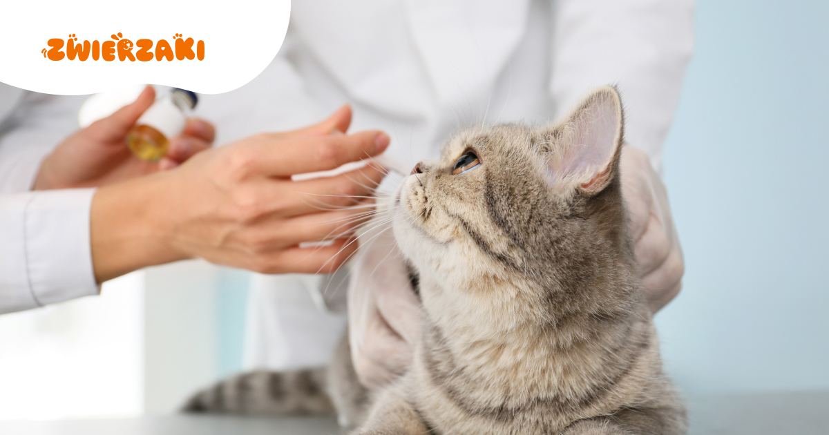 Jesienne alergie u psów i kotów. Skąd się biorą i jak je łagodzić?