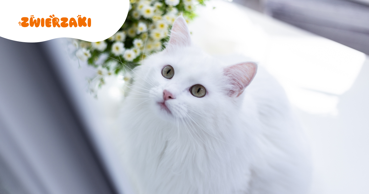 Kot angora turecka – elegancja i wdzięk w domu
