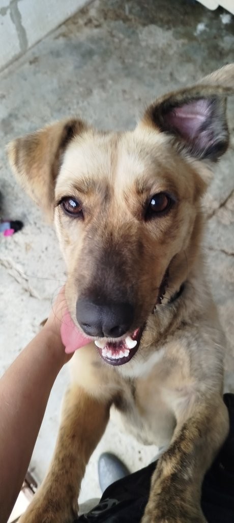 Nala