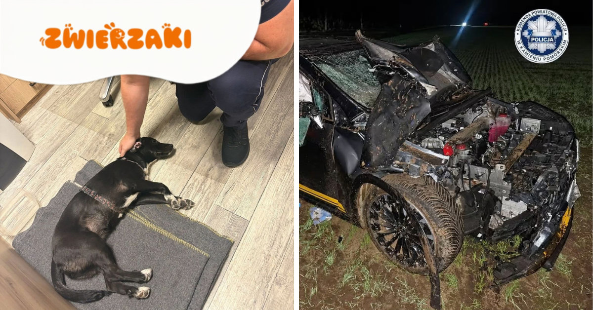 Nietrzeźwy kierowca zatrzymany, a jego pies bezpieczny pod opieką policjantów