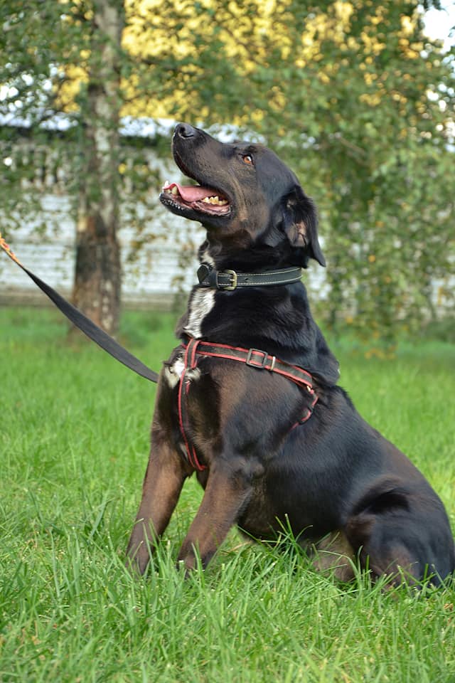 Rex