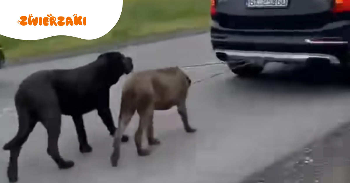 Ciągnął psy za samochodem przez dwie godziny. Właściciel ukarany mandatem