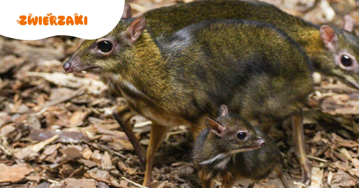 Narodziny myszojelenia w warszawskim ZOO. Możesz nadać imię uroczemu maluchowi i pomóc dzieciom