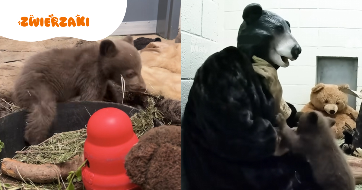 Uratowali osieroconego niedźwiadka. Teraz przebierają się za jego mamę