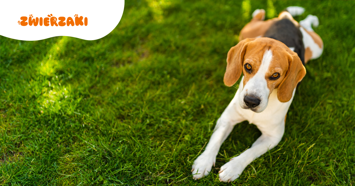 Beagle. Radosny pies dla aktywnych