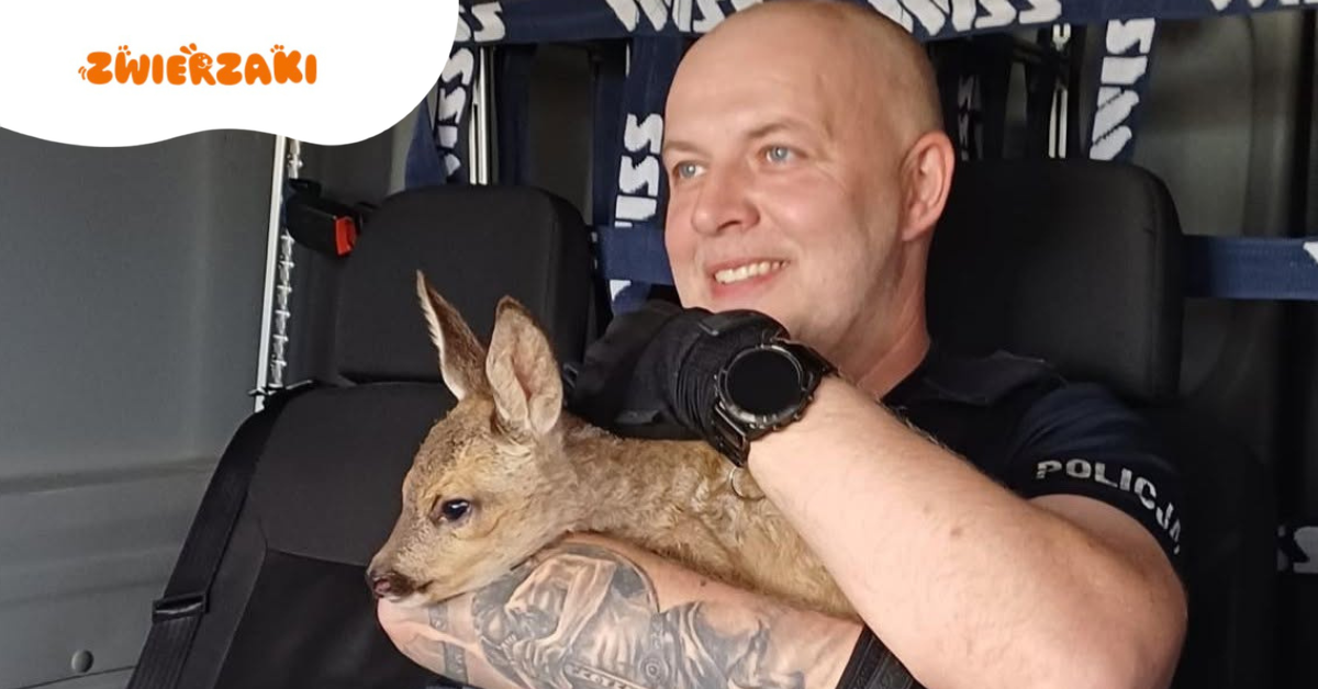 Małe koźlę na drodze w Legnicy. Policyjna akcja ratunkowa z happy endem