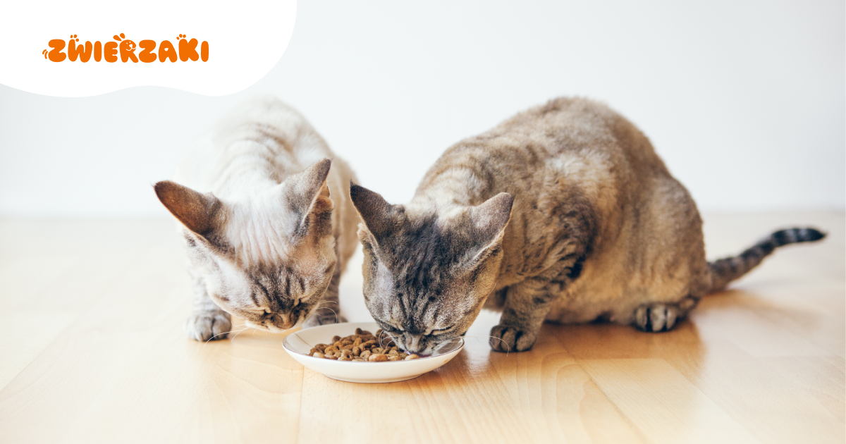 Sucha czy mokra karma dla kota? Co wybrać na co dzień?
