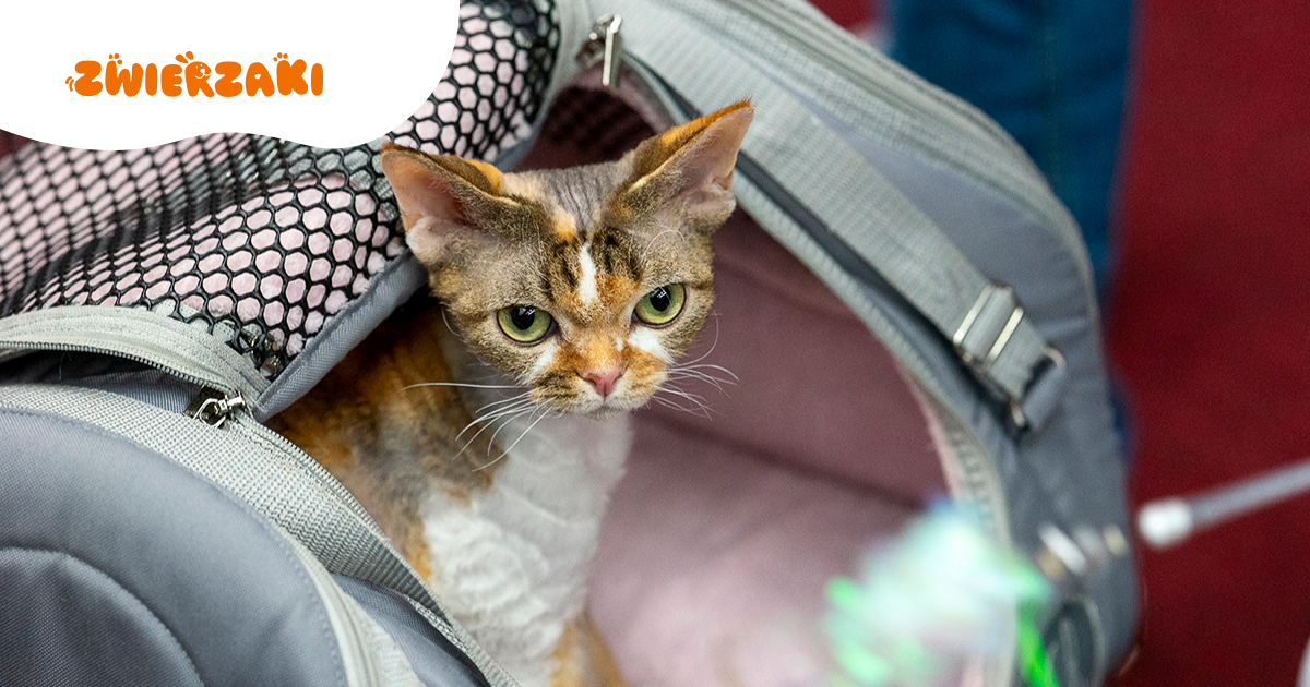 Wystawa kotów w Grodzisku Mazowieckim – kocie piękno i pasja hodowców