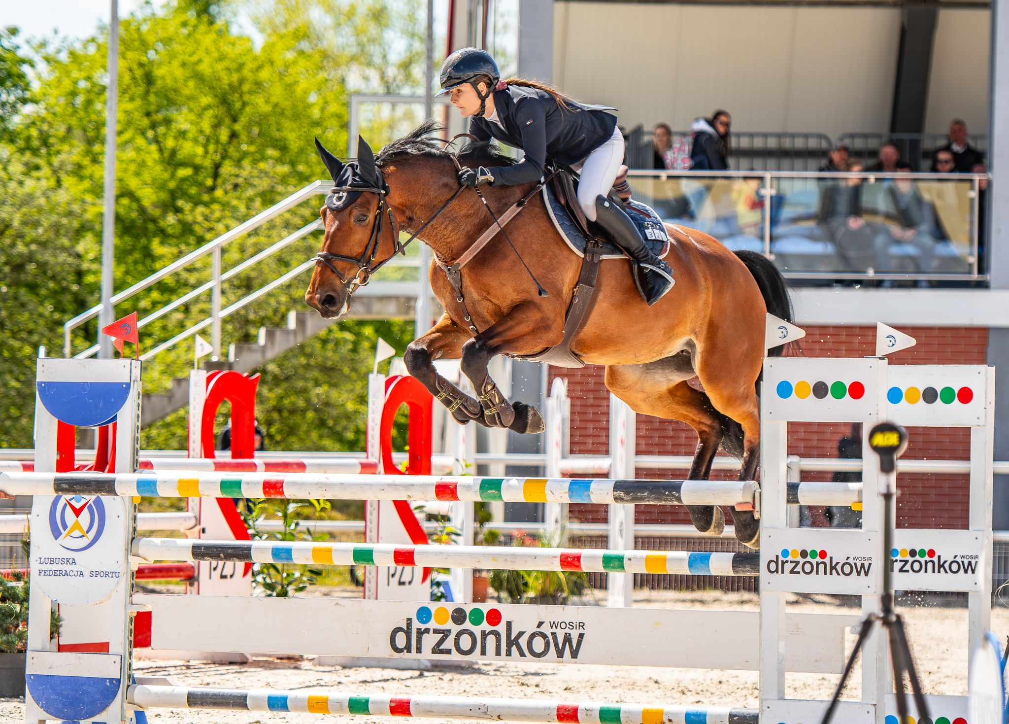 Klacz - 7lat - około 172cm wzrostu