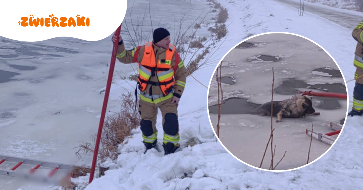 Pies wpadł do przerębla. Dramatyczna akcja strażaków i ważna przestroga dla właścicieli zwierząt