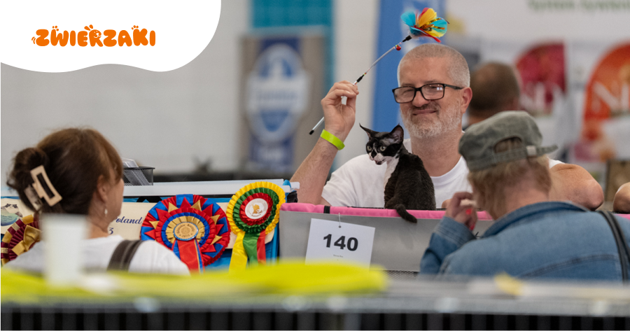 Wystawy kotów w II kwartale 2026 roku: gdzie zobaczyć najpiękniejsze rasy?