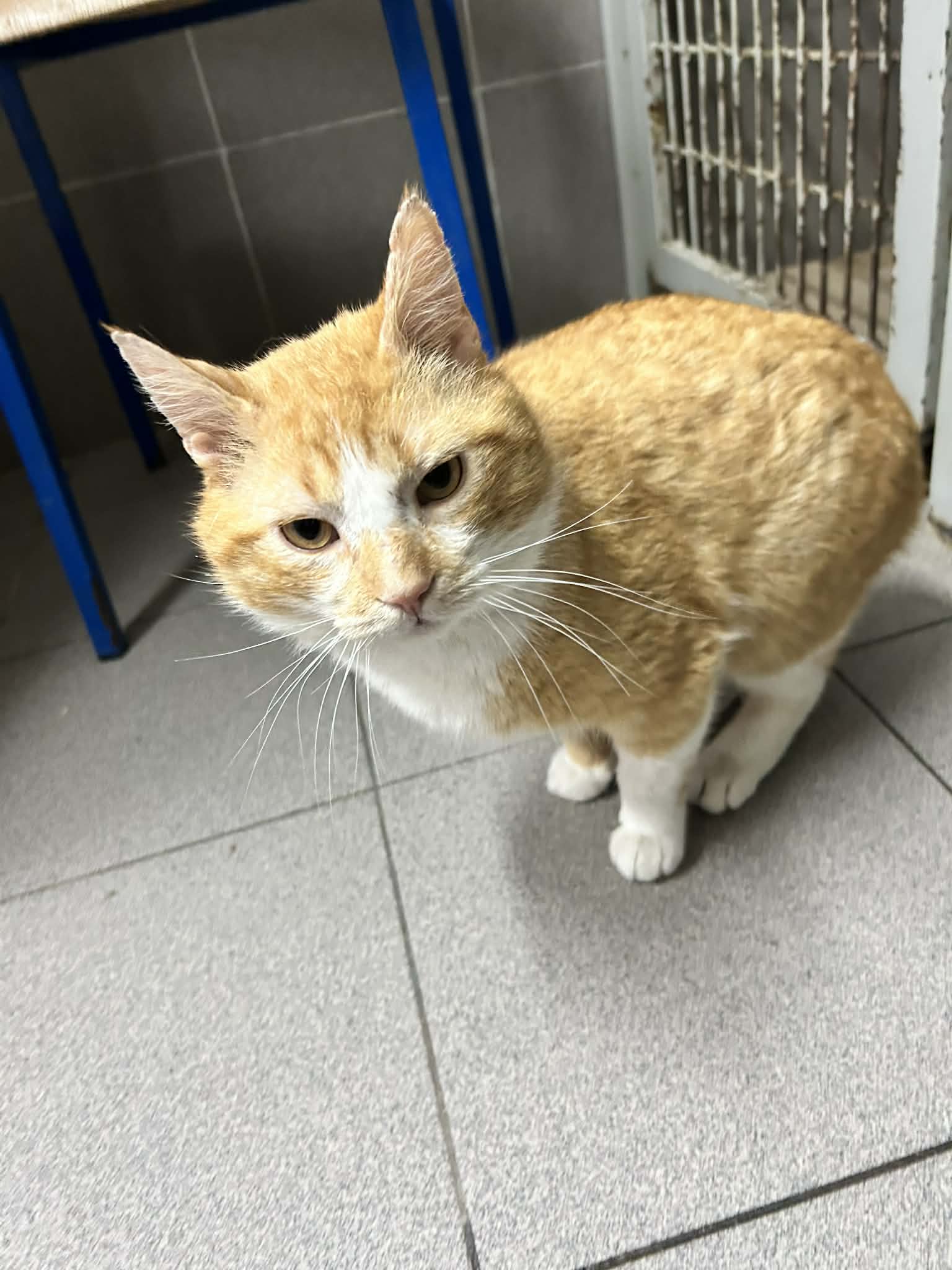 Rudy kocurek szuka domu schronisko Zgierz-aktualne 