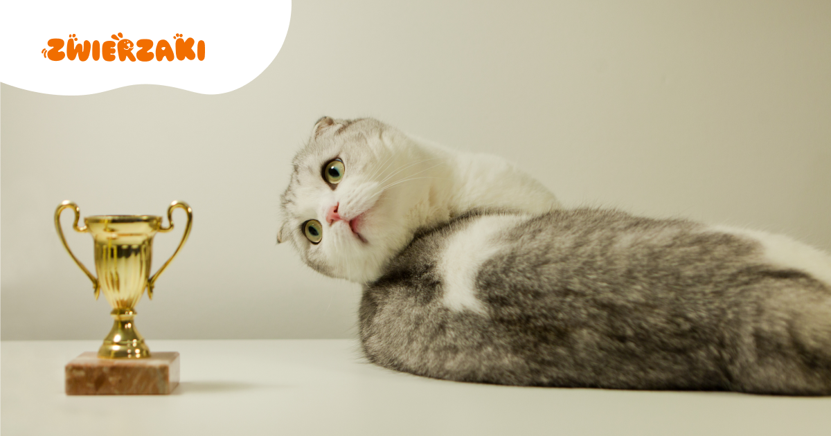 Wystawy kotów w I kwartale 2026 roku: gdzie i kiedy zobaczyć najpiękniejsze rasy?