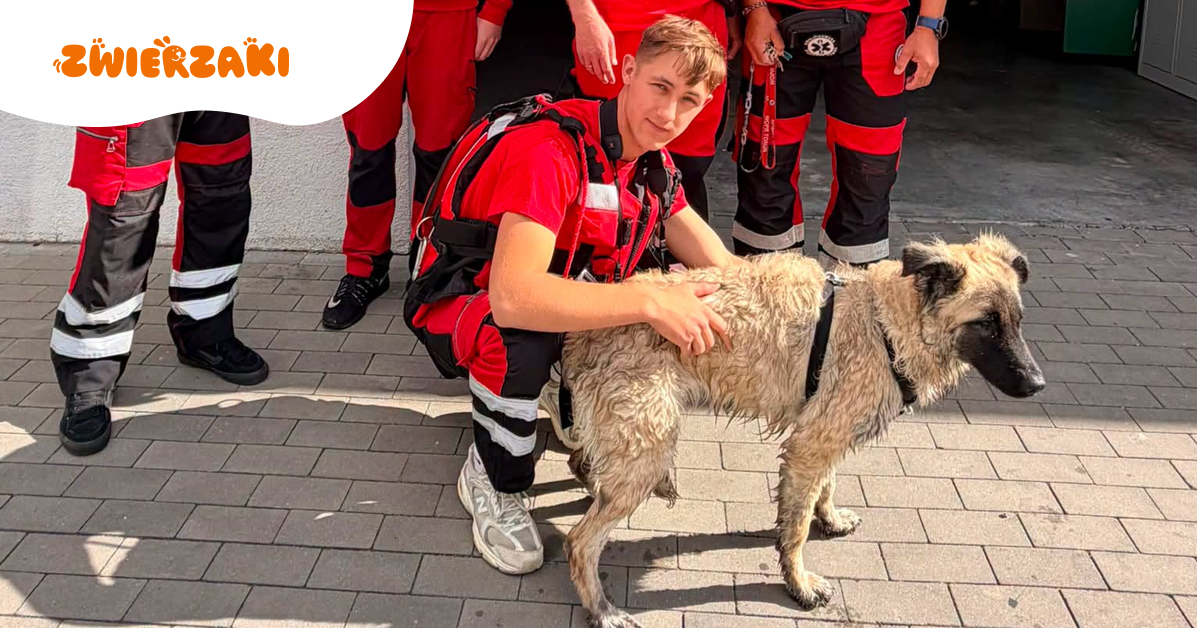 Pies w Wiśle uratowany przez WOPR Toruń. Trudna akcja ratunkowa zakończona sukcesem