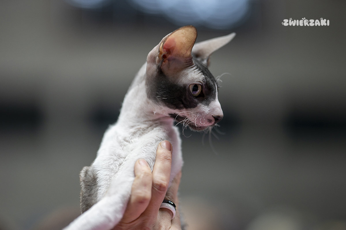 Wystawa kotów w Grodzisku Mazowieckim – kocie piękno i pasja hodowców