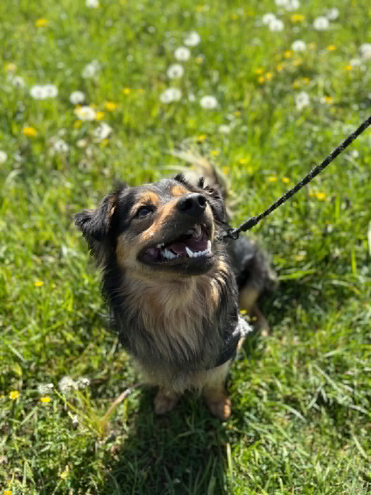 FIGIEL