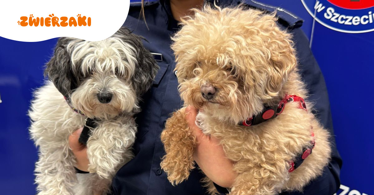 Uprowadzenie psów i żądanie miliona franków okupu. Policjanci odzyskali zwierzęta