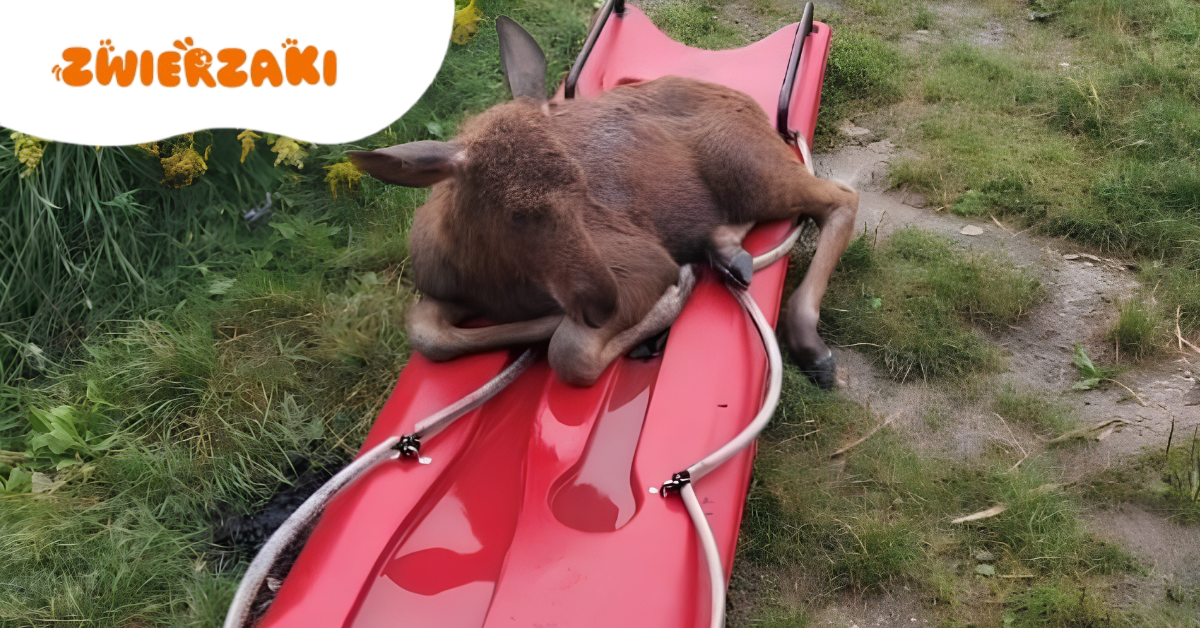 Łoś w wodzie w Radziejowicach. Młoda łoszka walczy o życie 