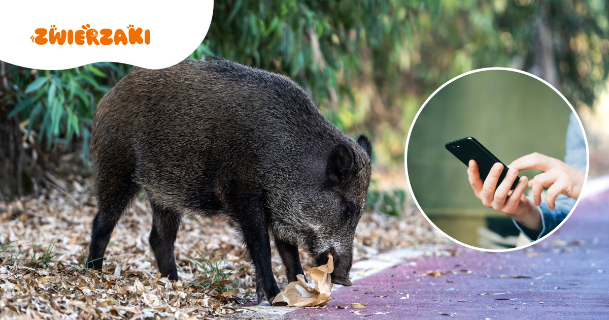 Dziki w mieście? Zagubiony pies? Ruszyła aplikacja „Zwierz”