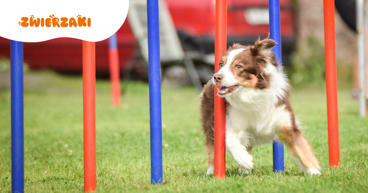 Od agility po canicross. Jak psie sporty poprawiają zdrowie i relacje z pupilem