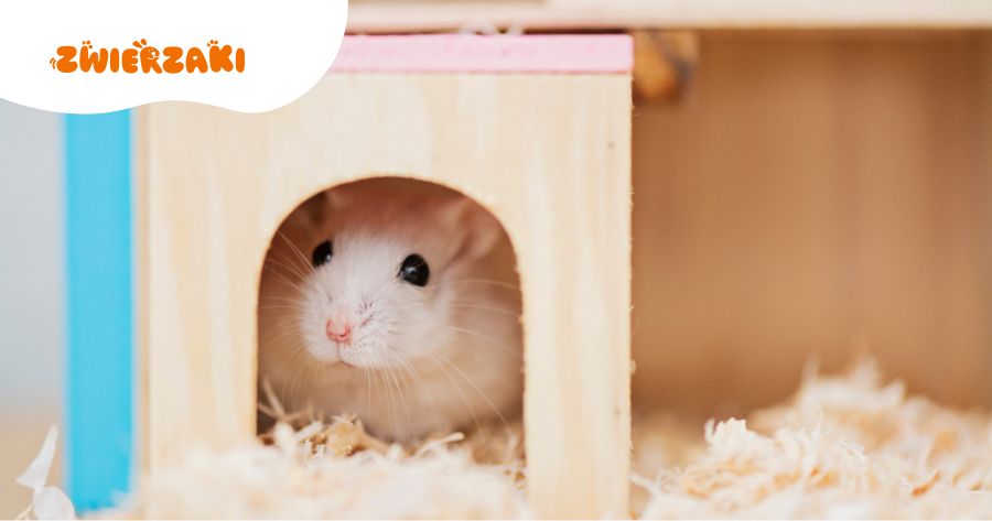 Spuchnięte oko u chomika: jakie mogą być przyczyny?