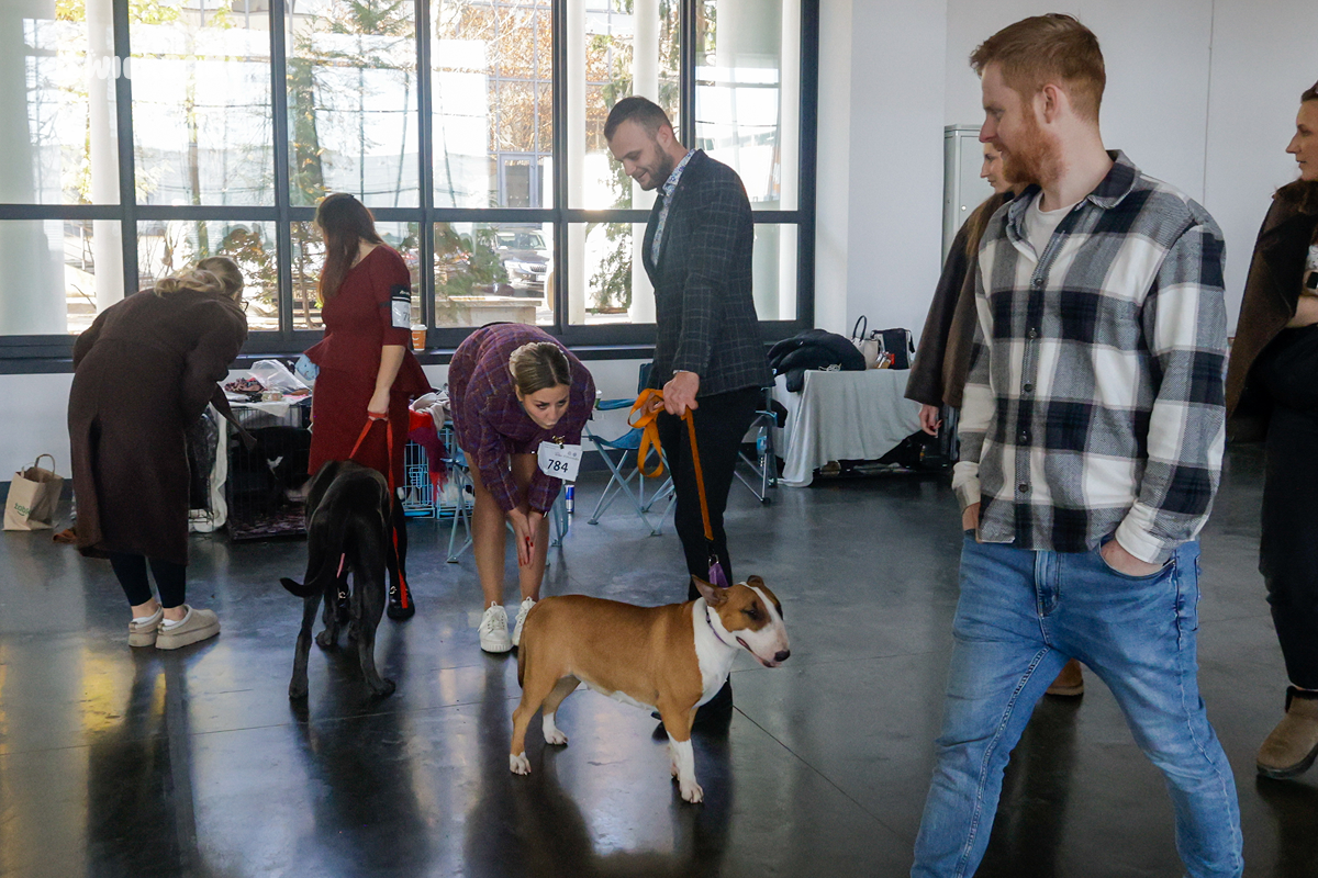 Dwie Międzynarodowe Wystawy Psów Rasowych w Poznaniu. Fotorelacja