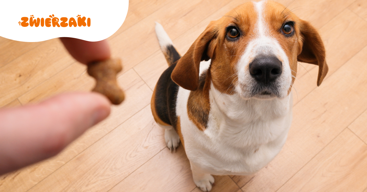 Dlaczego pies czasem ignoruje komendy? Psychologia psich zachowań