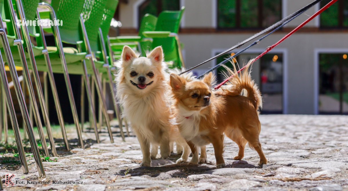 Klubowa Wystawa Chihuahua BABIMOST 2026 – fotorelacja z wyjątkowego wydarzenia