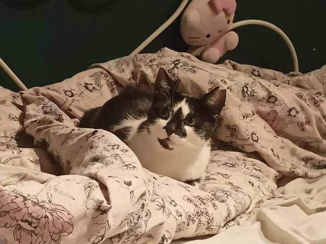 Nutka