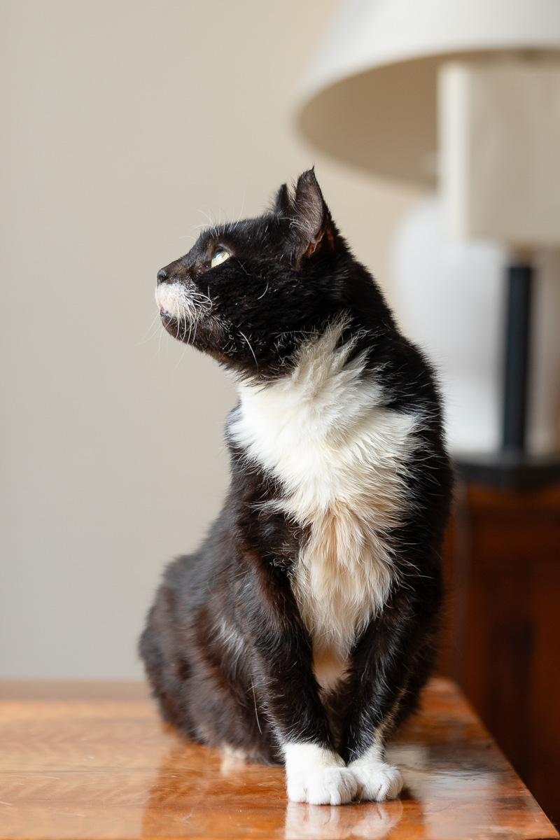 Nuniek szuka domu schronisko Zgierz-aktualne 