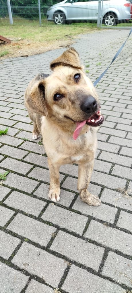 Nala