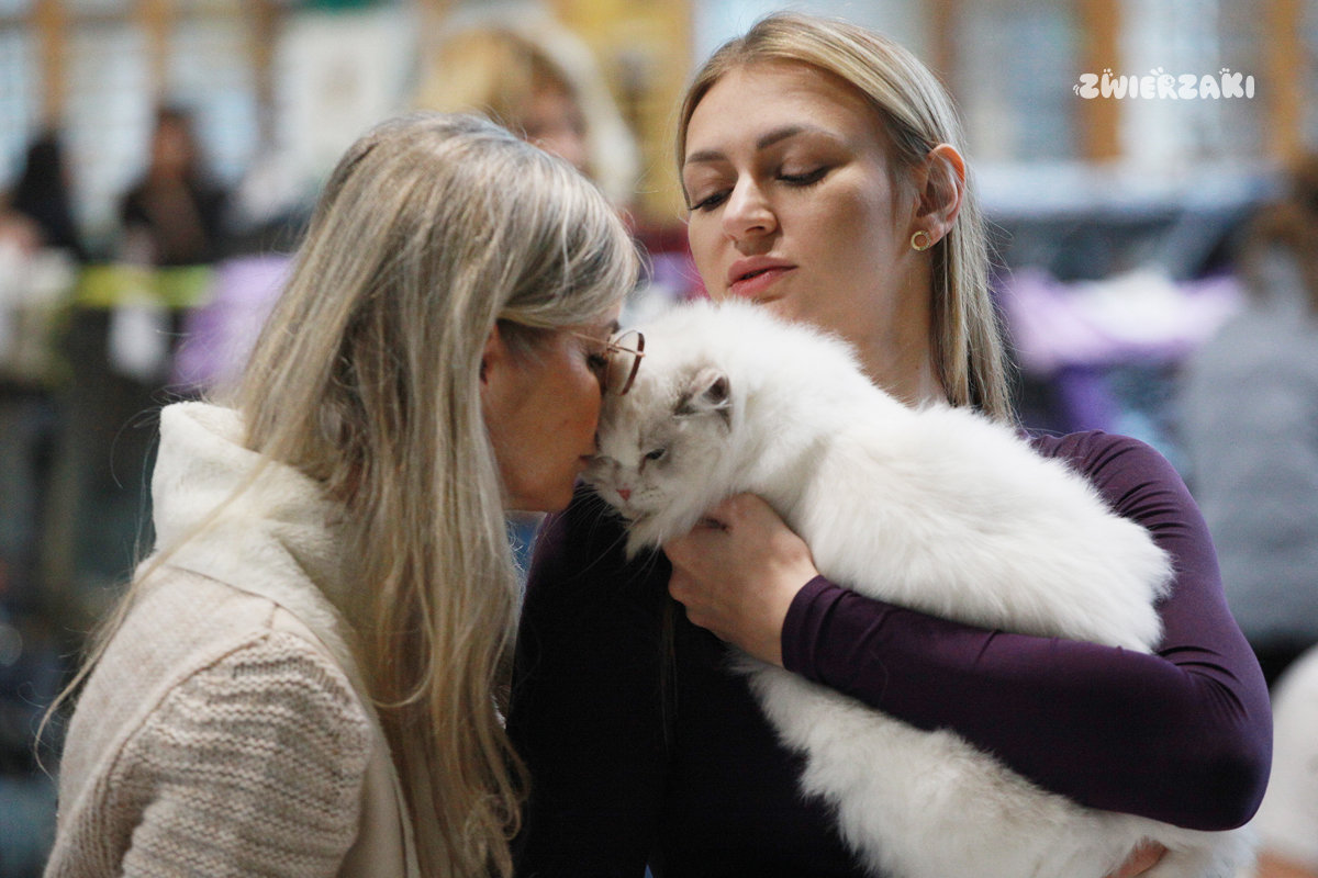 Gdynia 2025: Międzynarodowa wystawa kotów rasowych w obiektywie