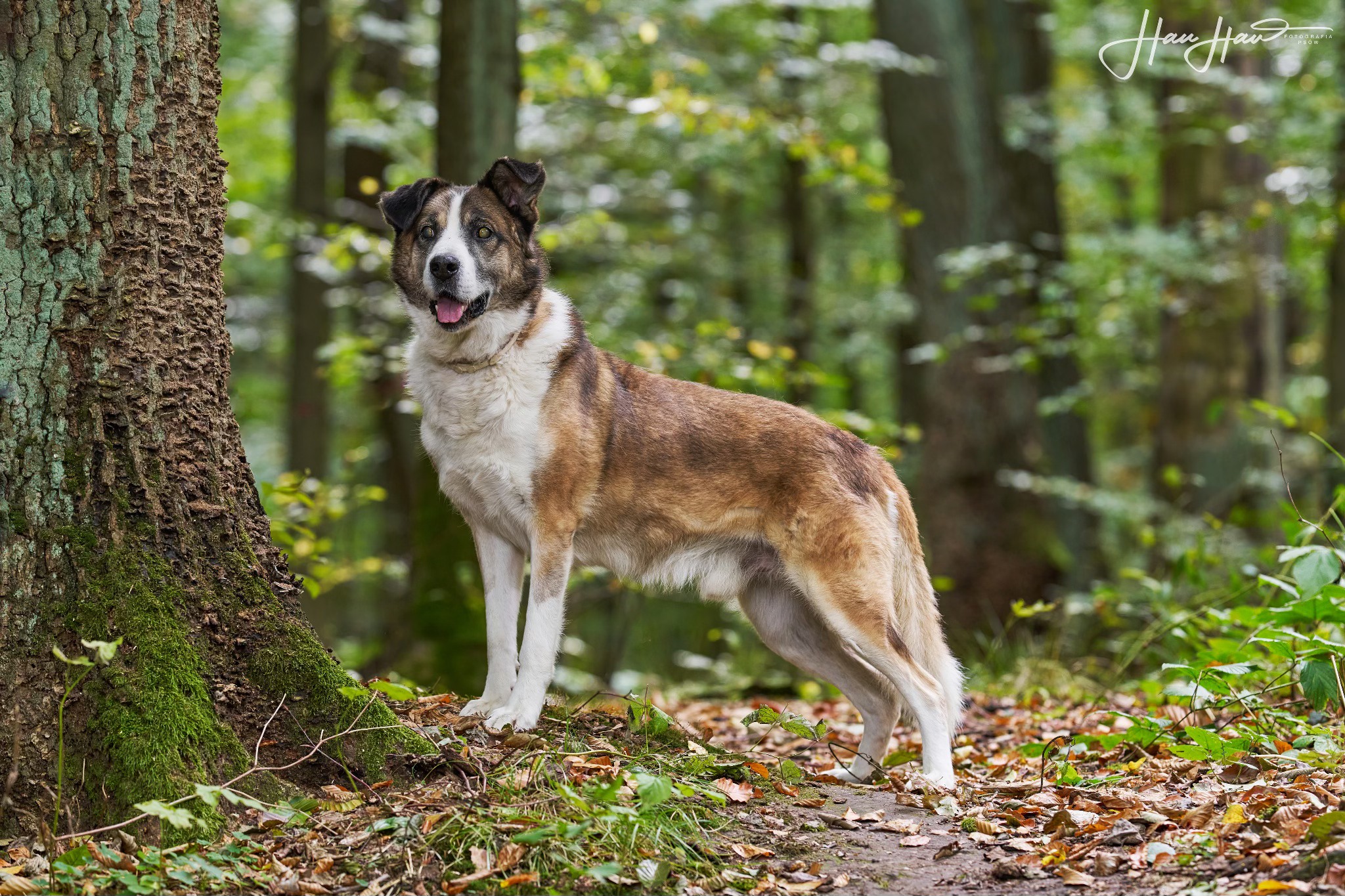 Niewidomy Wizir pilne 