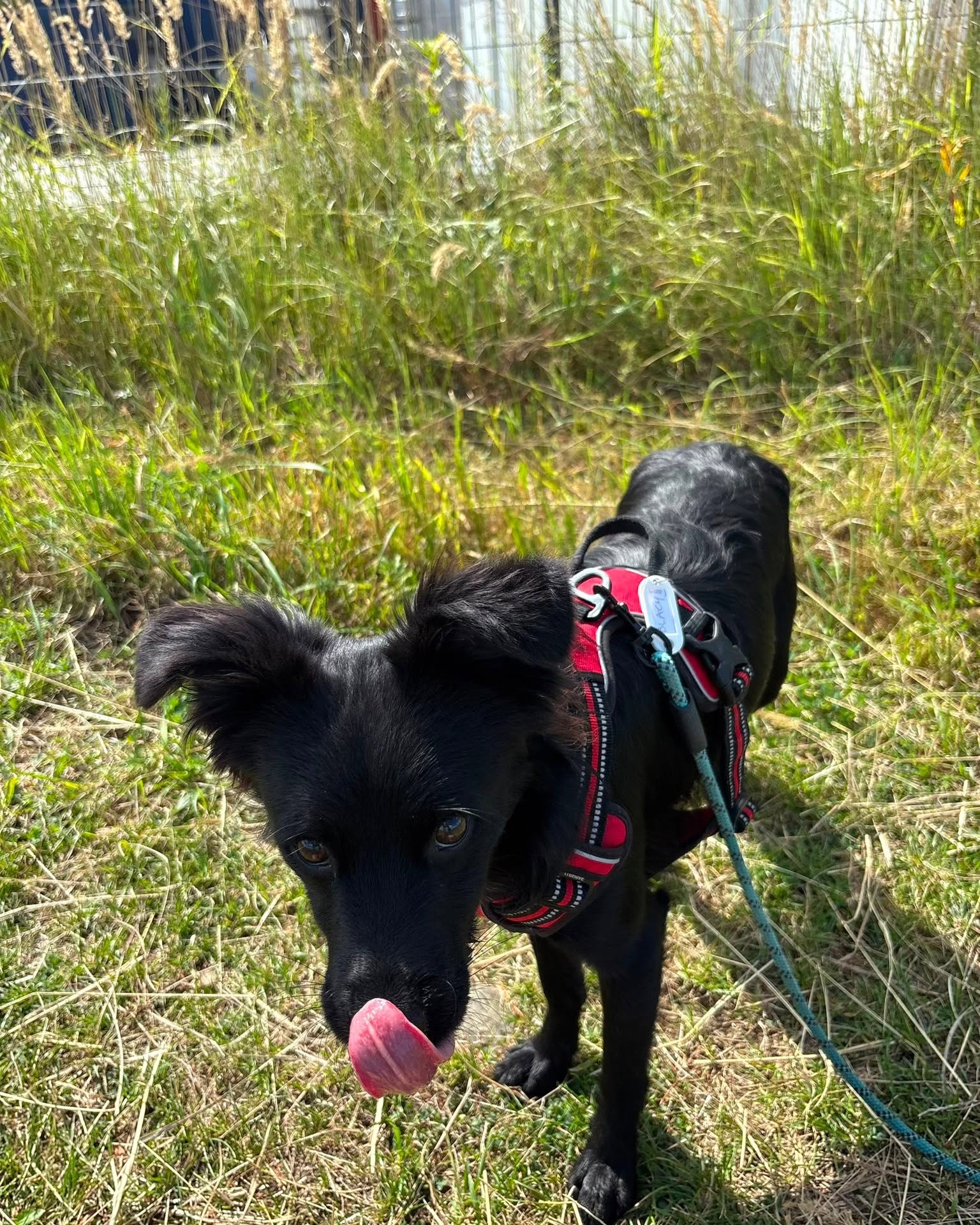 BLACKY